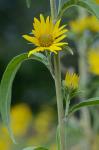Helianthus maximiliani Schrad.
