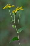 Helianthus microcephalus Torr. & Gray