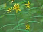 Helianthus microcephalus Torr. & Gray