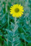 Helianthus mollis Lam.