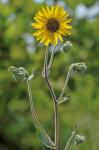 Helianthus mollis Lam.