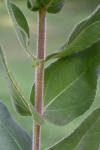 Helianthus mollis Lam.