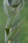 Helianthus mollis Lam.