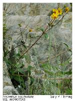Helianthus occidentalis Riddell ssp. occidentalis