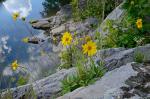 Helianthus occidentalis Riddell ssp. occidentalis