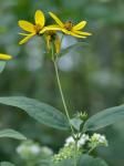 Helianthus strumosus L.