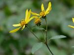 Helianthus strumosus L.