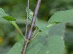 Helianthus strumosus L.