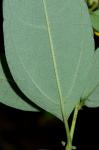 Helianthus strumosus L.