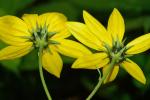 Helianthus strumosus L.