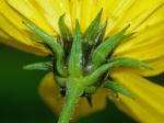 Helianthus strumosus L.