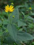 Helianthus tuberosus L.