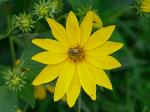Helianthus tuberosus L.