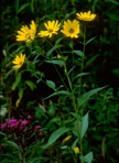 Helianthus tuberosus L.