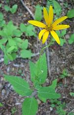 Heliopsis helianthoides (L.) Sweet var. helianthoides
