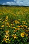 Heliopsis helianthoides (L.) Sweet var. helianthoides