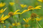 Heliopsis helianthoides (L.) Sweet var. helianthoides