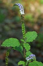 Heliotropium indicum L.