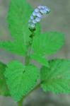 Heliotropium indicum L.