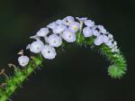 Heliotropium indicum L.