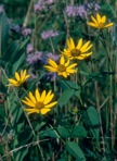 Heliopsis helianthoides (L.) Sweet var. helianthoides
