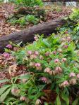 Helleborus orientalis Lam.