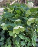Helleborus orientalis Lam.