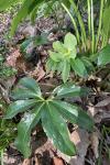 Helleborus orientalis Lam.
