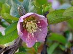 Helleborus orientalis Lam.