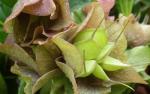 Helleborus orientalis Lam.