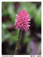 Helonias bullata L.