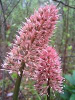 Helonias bullata L.