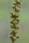 Helonias bullata L.