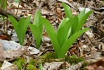 Helonias bullata L.