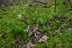 Helonias bullata L.