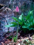 Helonias bullata L.