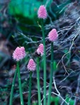 Helonias bullata L.
