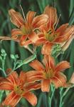 Hemerocallis fulva (L.) L.