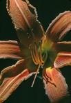 Hemerocallis fulva (L.) L.