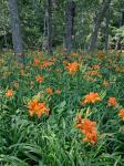 Hemerocallis fulva (L.) L.