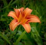 Hemerocallis fulva (L.) L.