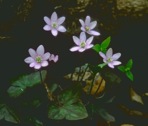 Hepatica acutiloba DC.