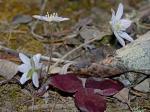 Hepatica acutiloba DC.