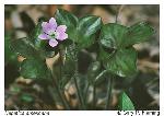 Hepatica americana (DC.) Ker-Gawl.