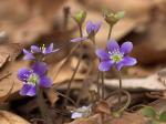 Hepatica americana (DC.) Ker-Gawl.