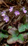 Hepatica americana (DC.) Ker-Gawl.
