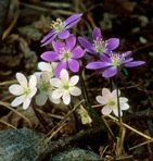 Hepatica americana (DC.) Ker-Gawl.