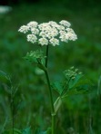 Heracleum maximum Bartr.