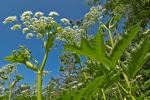 Heracleum maximum Bartr.