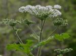 Heracleum maximum Bartr.